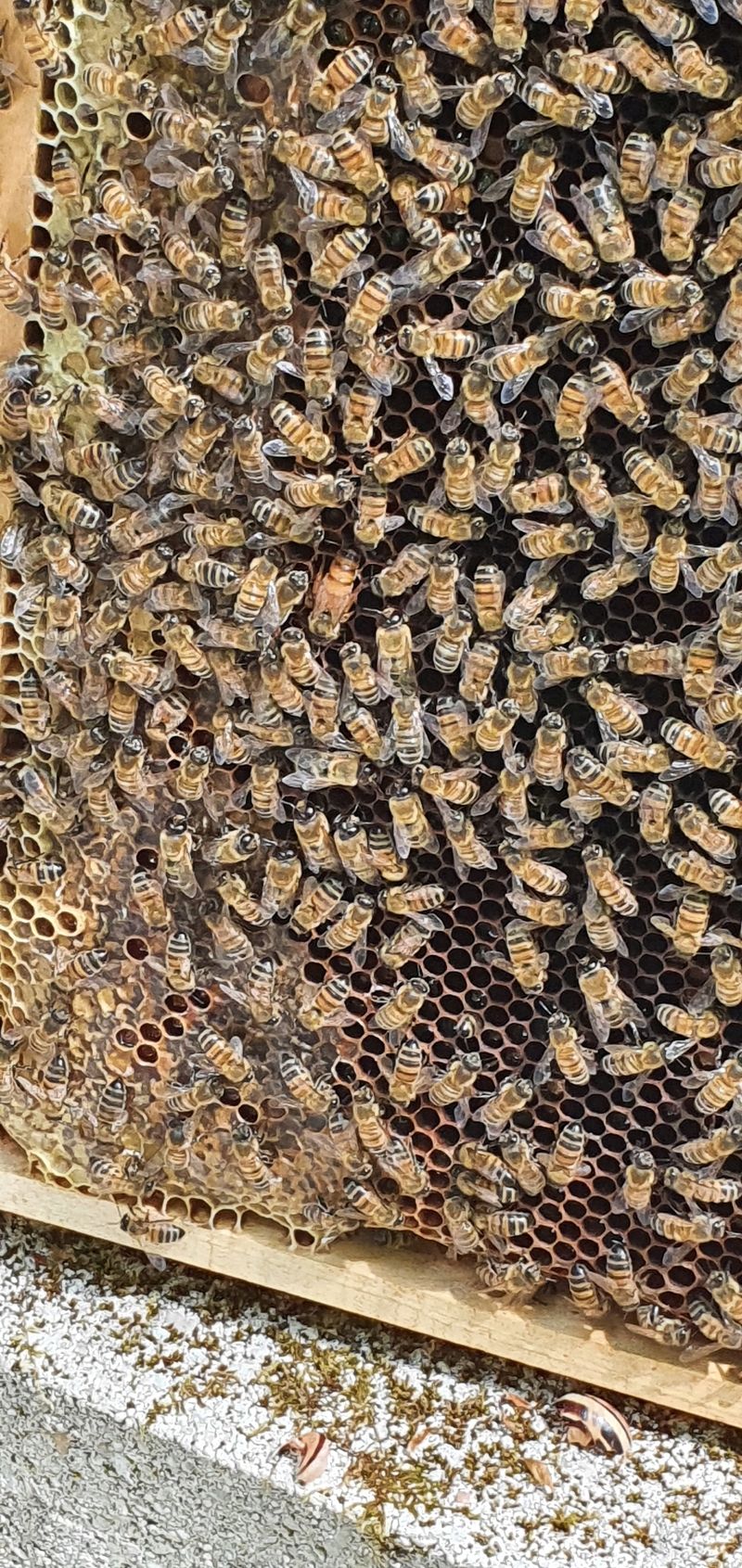 La ruche Cercopes