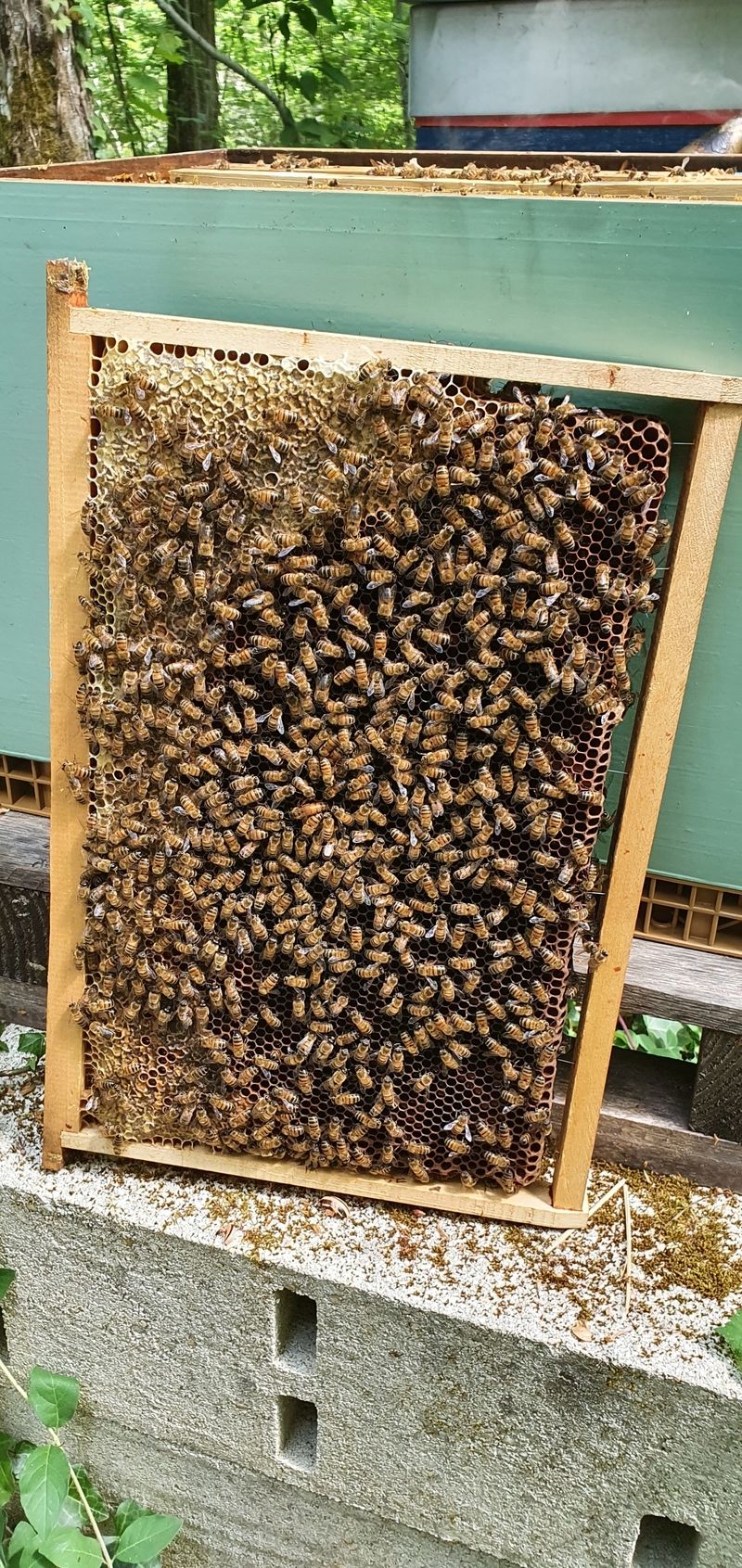 La ruche Cercopes