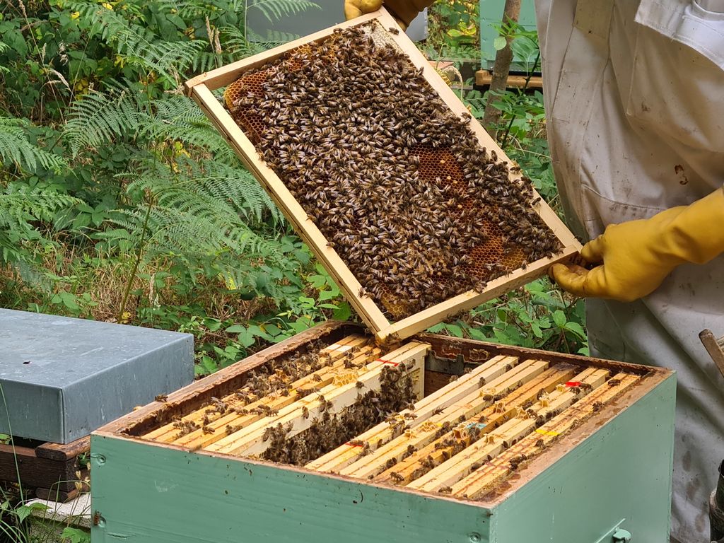 La ruche Cercopes