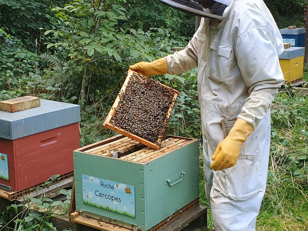 La ruche Cercopes