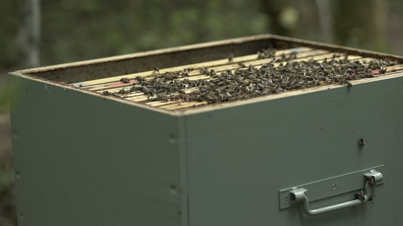 La ruche Cercopes
