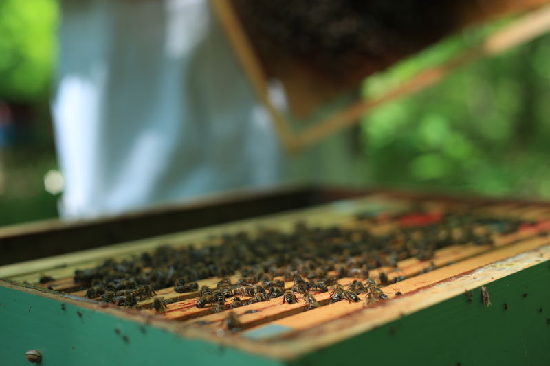 La ruche Cercopes