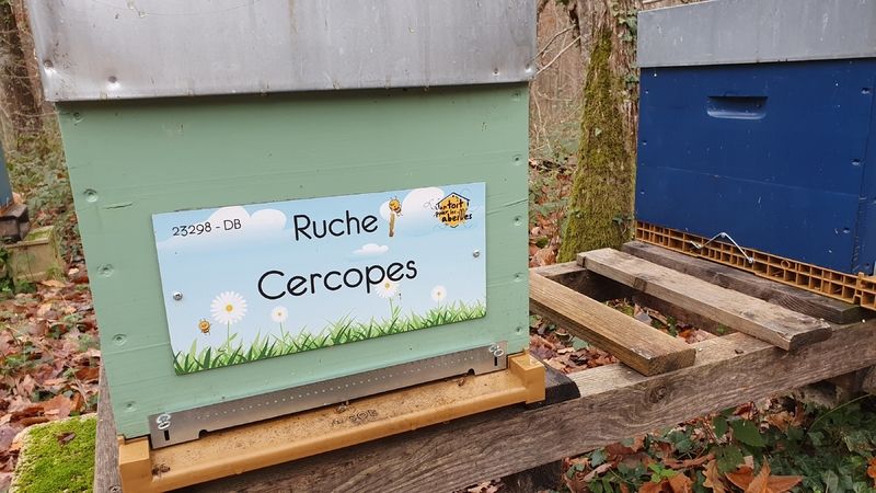 La ruche Cercopes