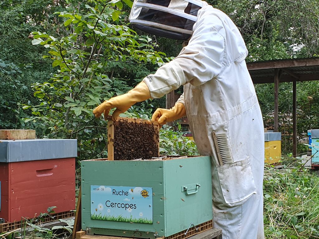 La ruche Cercopes