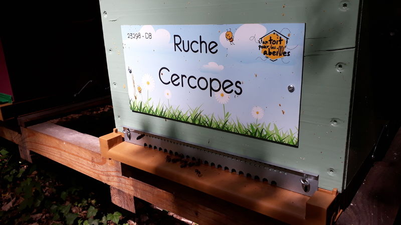 La ruche Cercopes