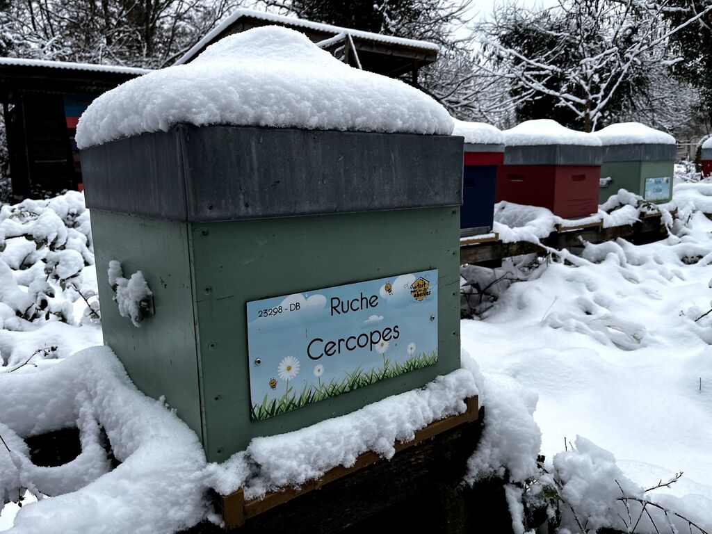 La ruche Cercopes