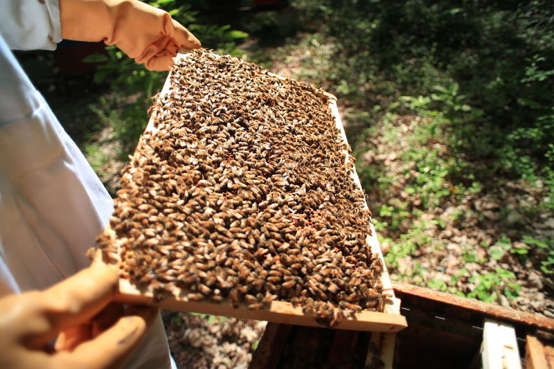 La ruche Cercopes