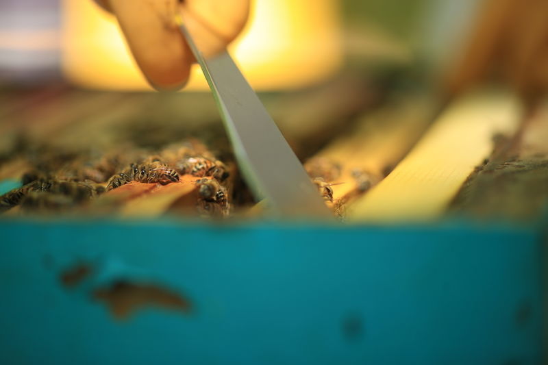 La ruche Cercopes