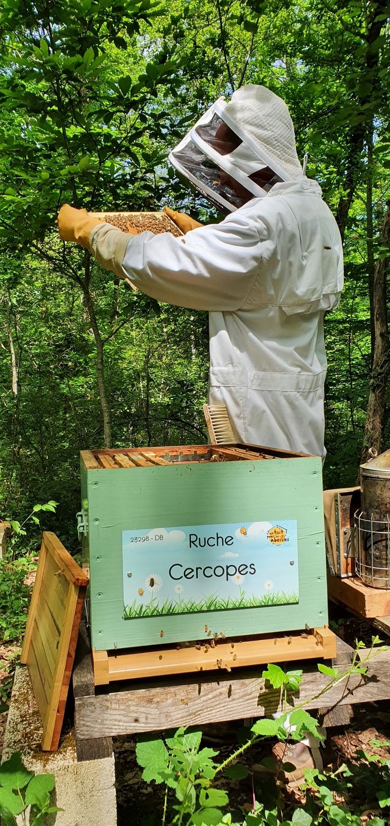 La ruche Cercopes