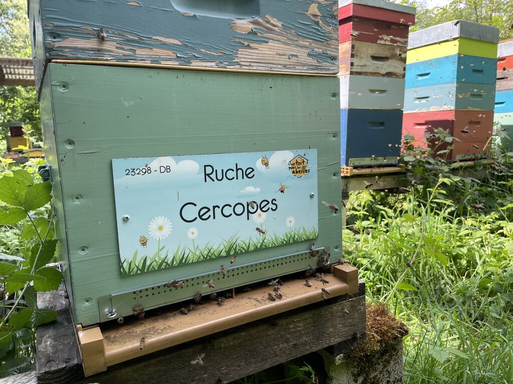 La ruche Cercopes