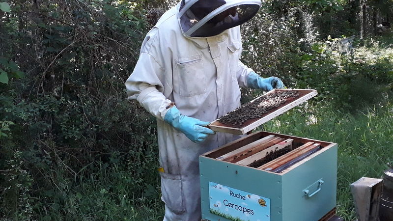 La ruche Cercopes