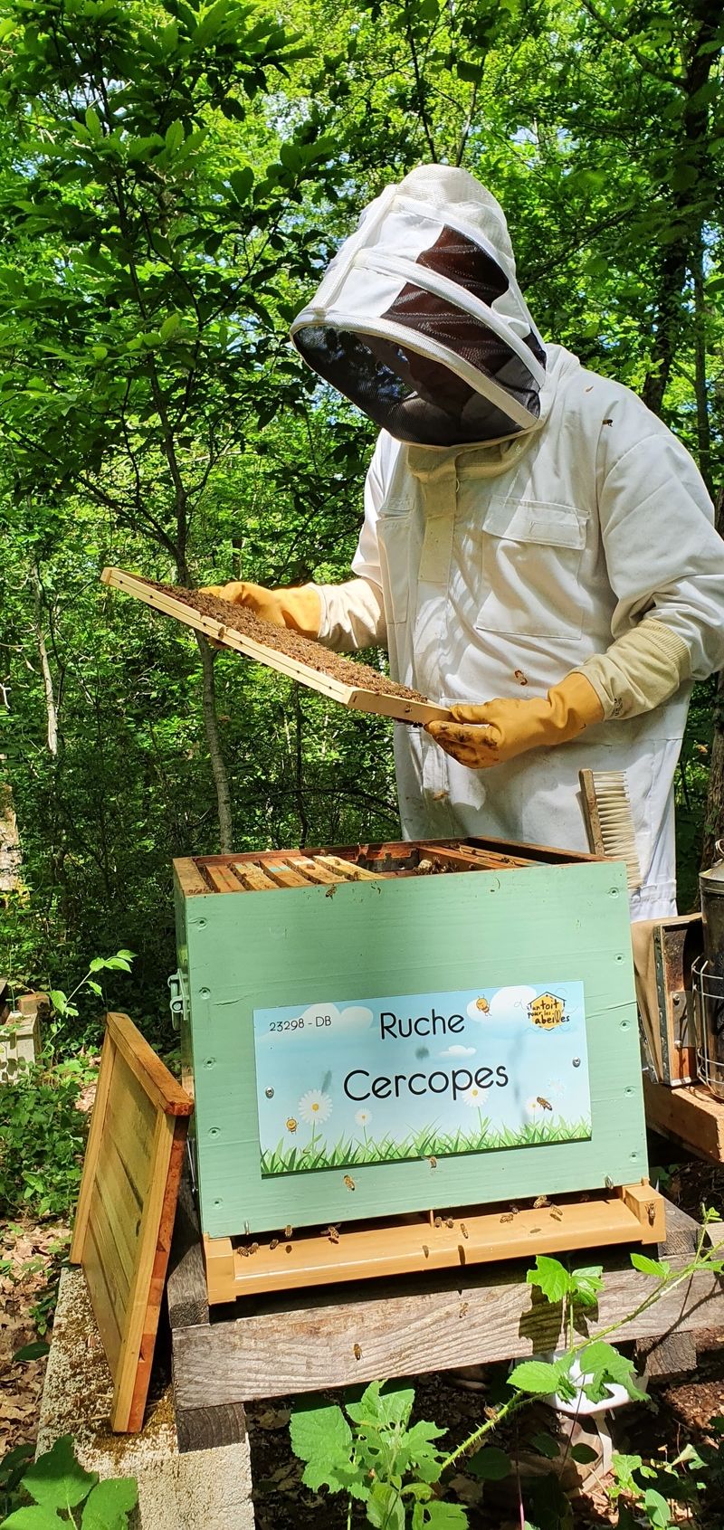 La ruche Cercopes