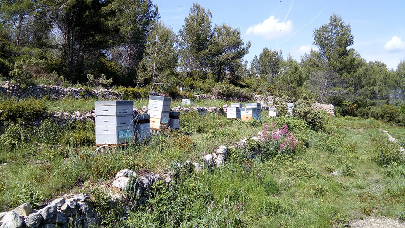 La ruche Cérès