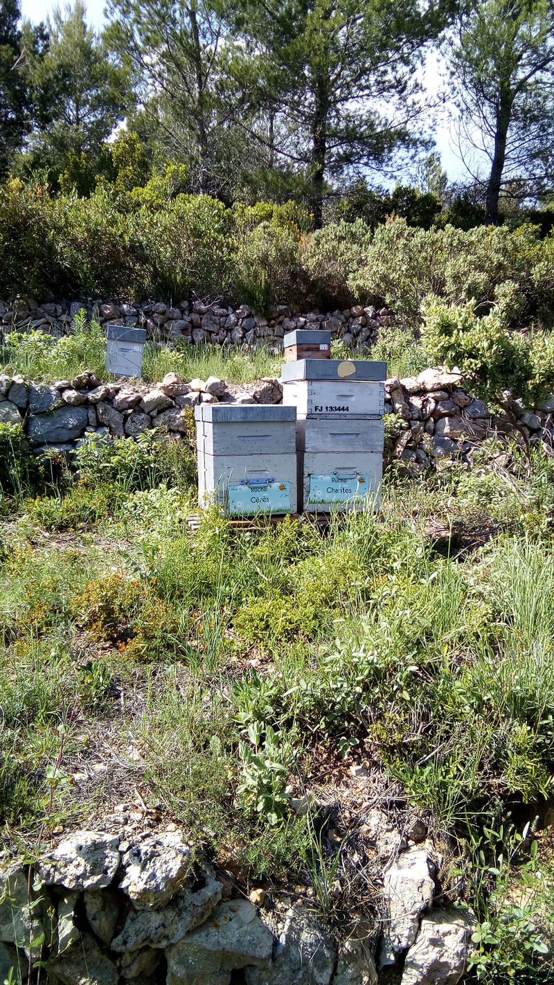 La ruche Cérès