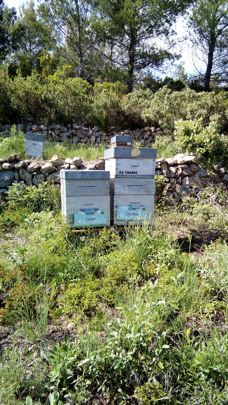 La ruche Cérès