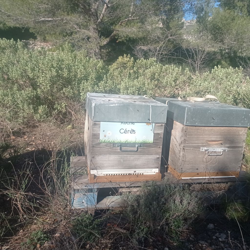 La ruche Cérès