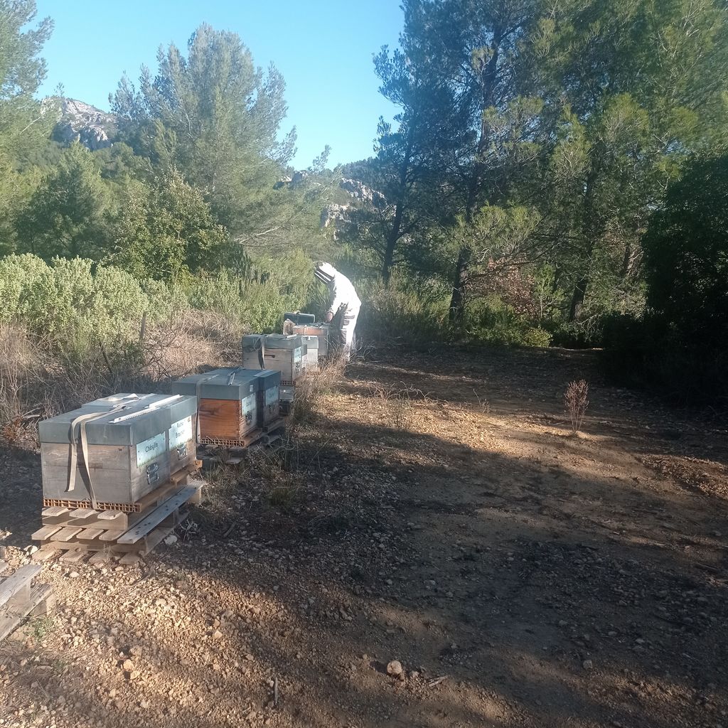 La ruche Cérès