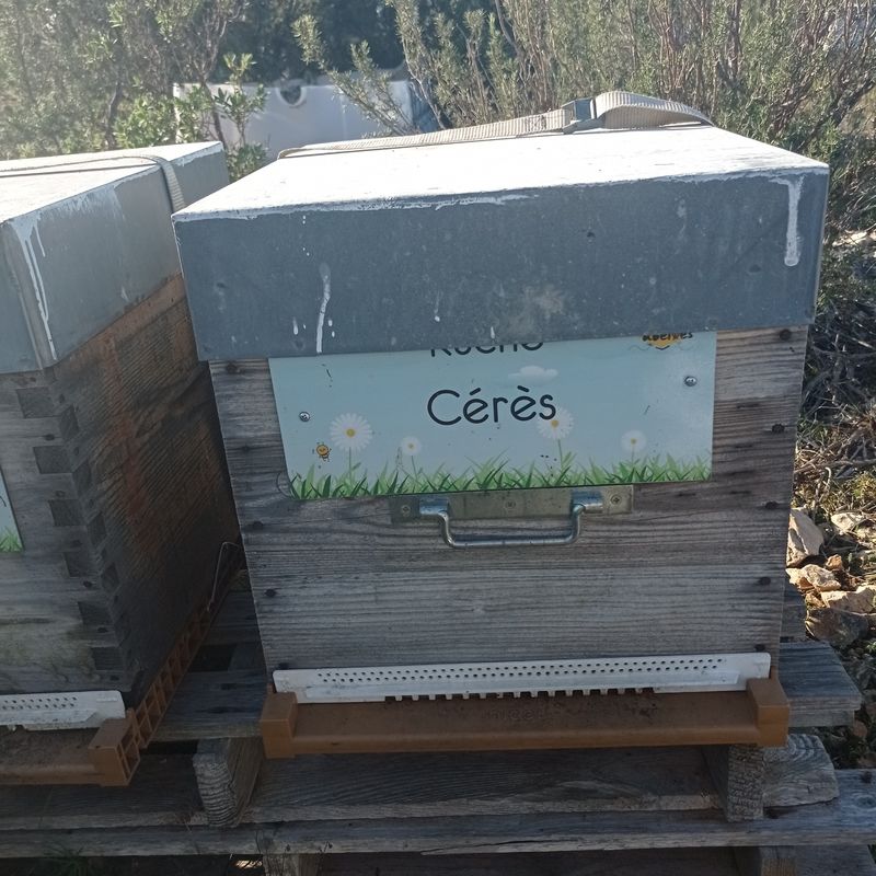 La ruche Cérès