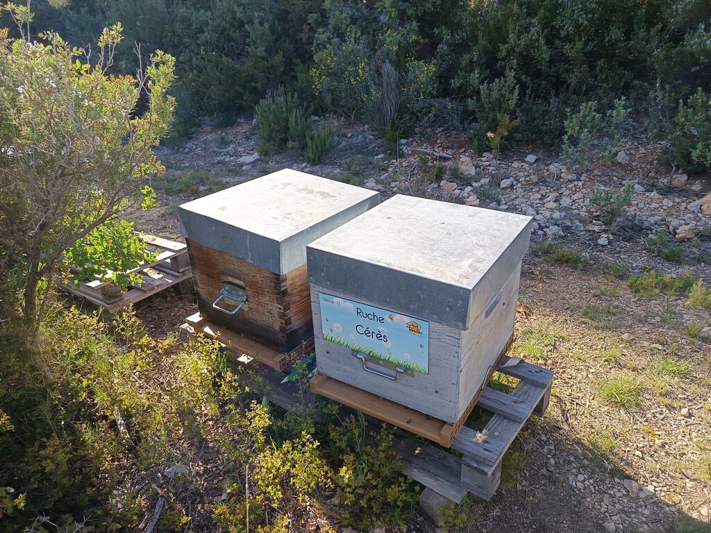 La ruche Cérès