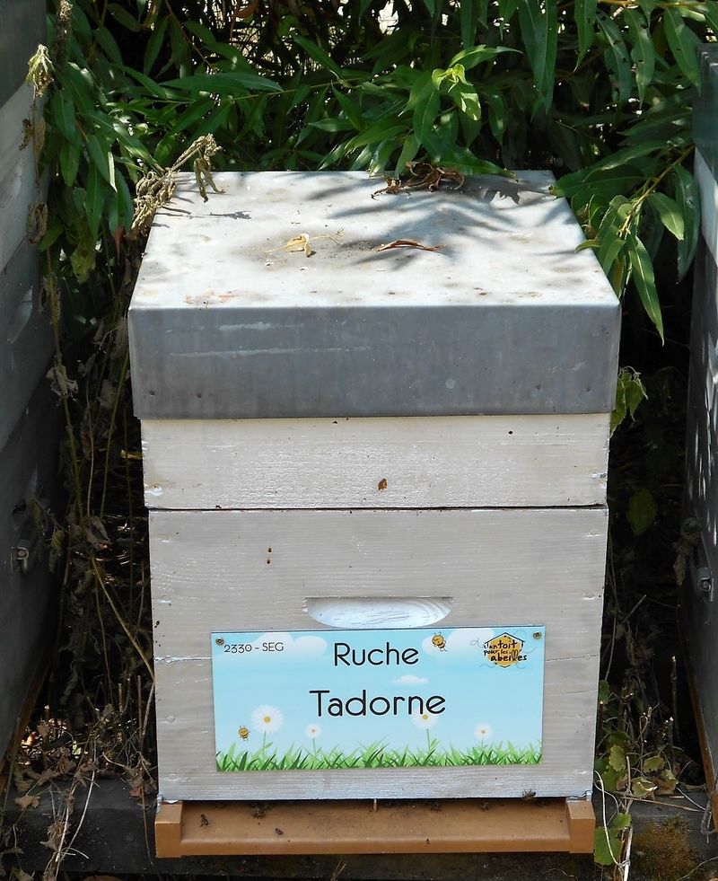 La ruche