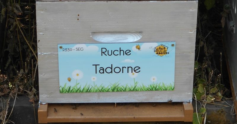 La ruche Tadorne