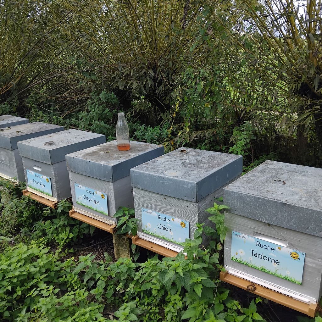 La ruche Tadorne