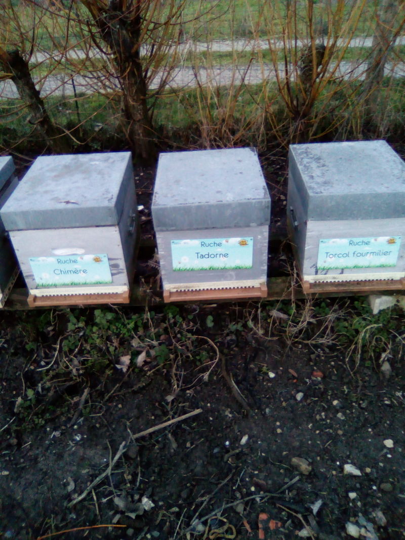 La ruche Tadorne