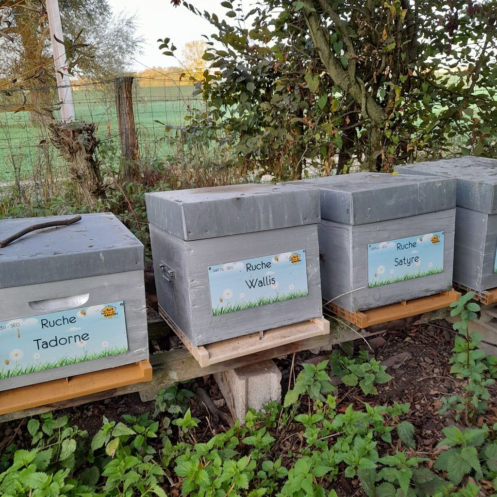 La ruche Tadorne