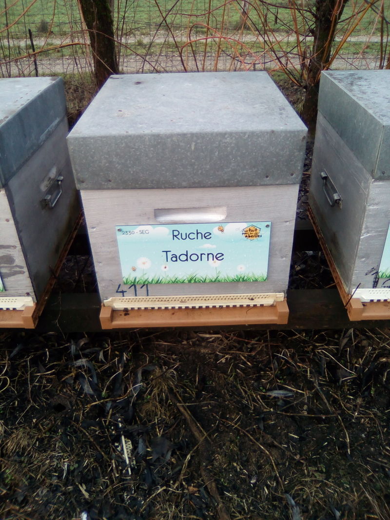 La ruche Tadorne
