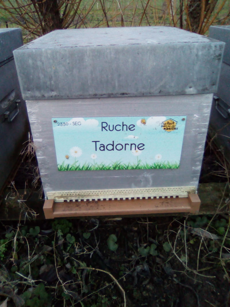 La ruche Tadorne