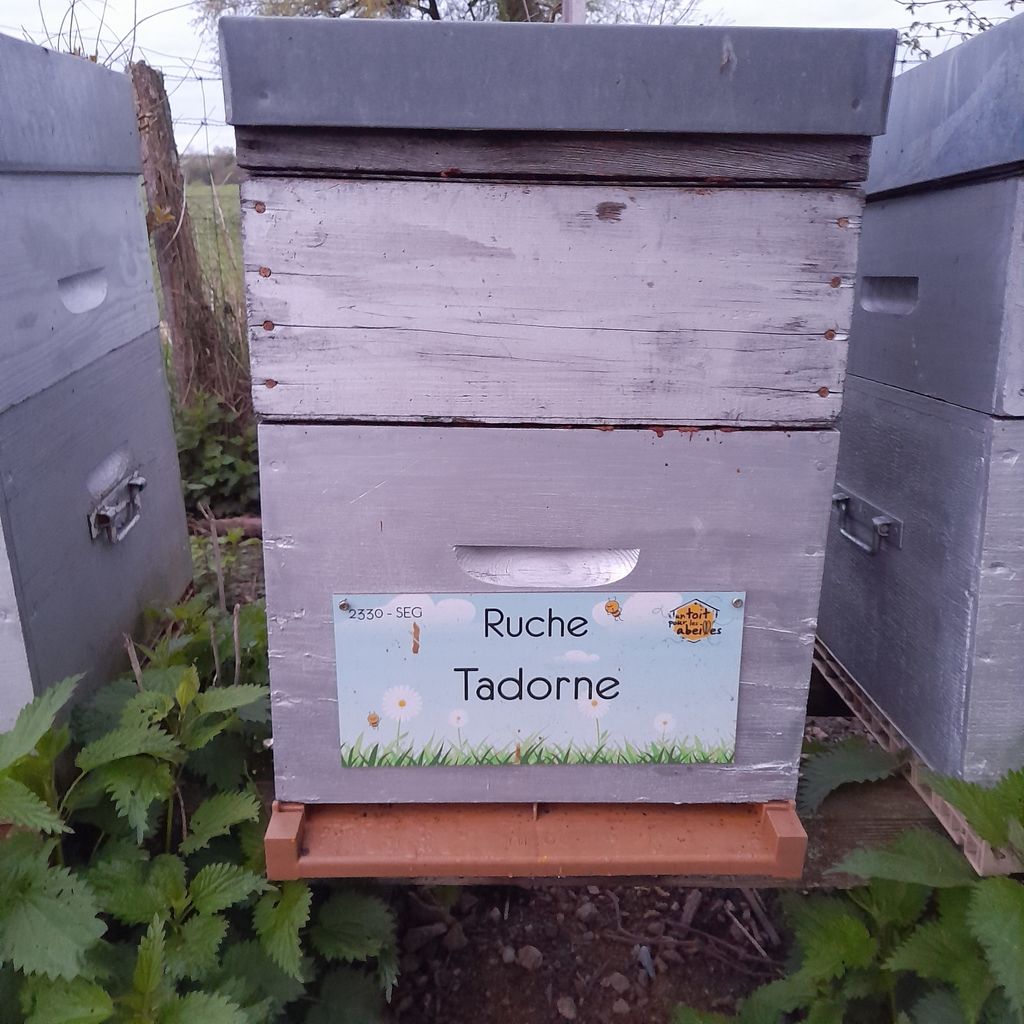 La ruche Tadorne