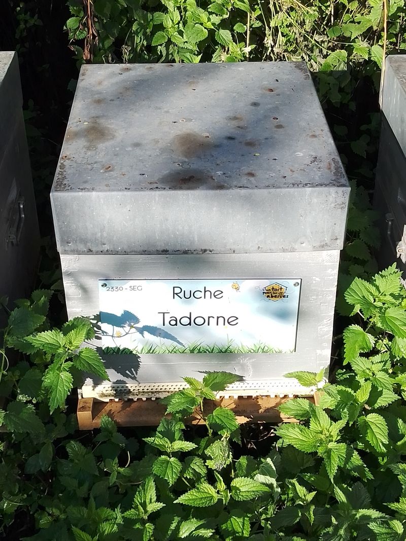 La ruche Tadorne