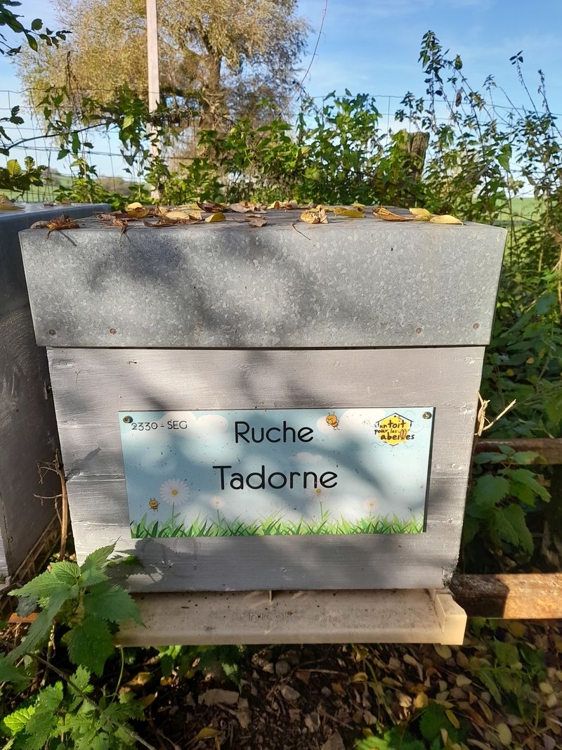 La ruche Tadorne