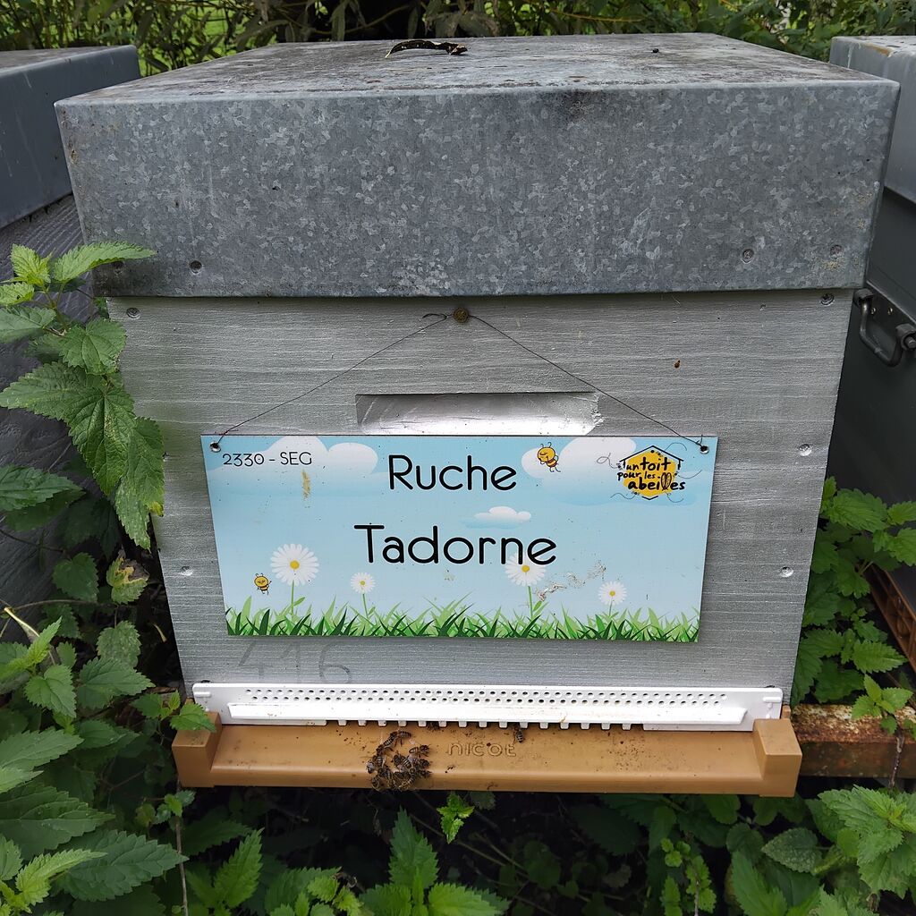 La ruche Tadorne