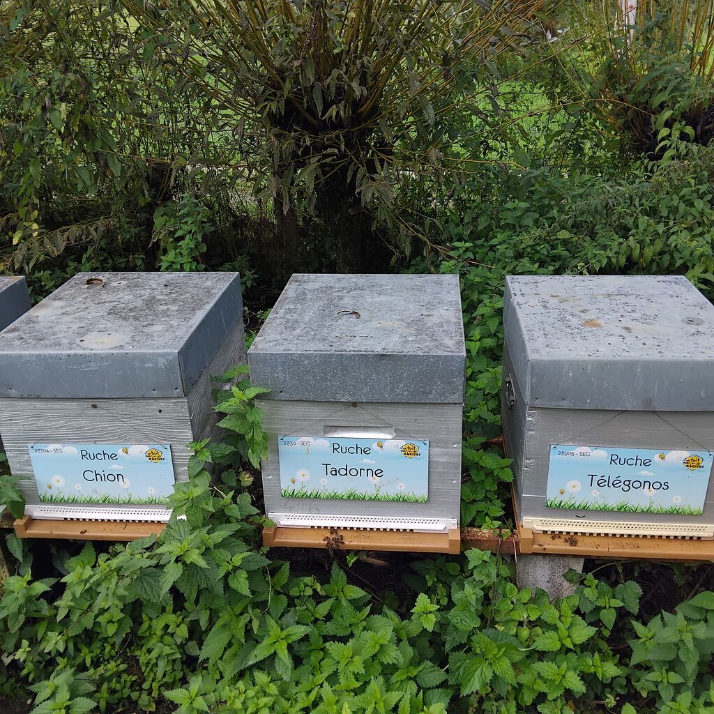 La ruche Tadorne