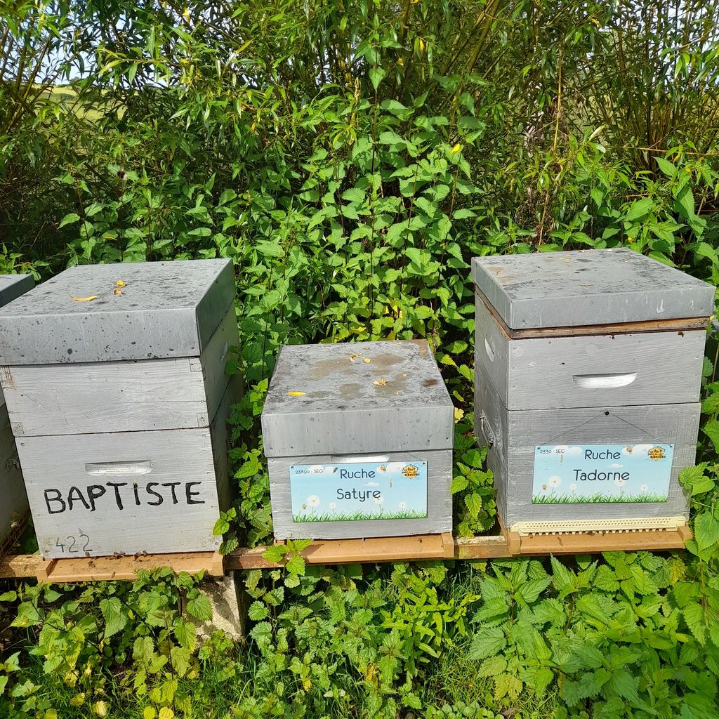 La ruche Tadorne