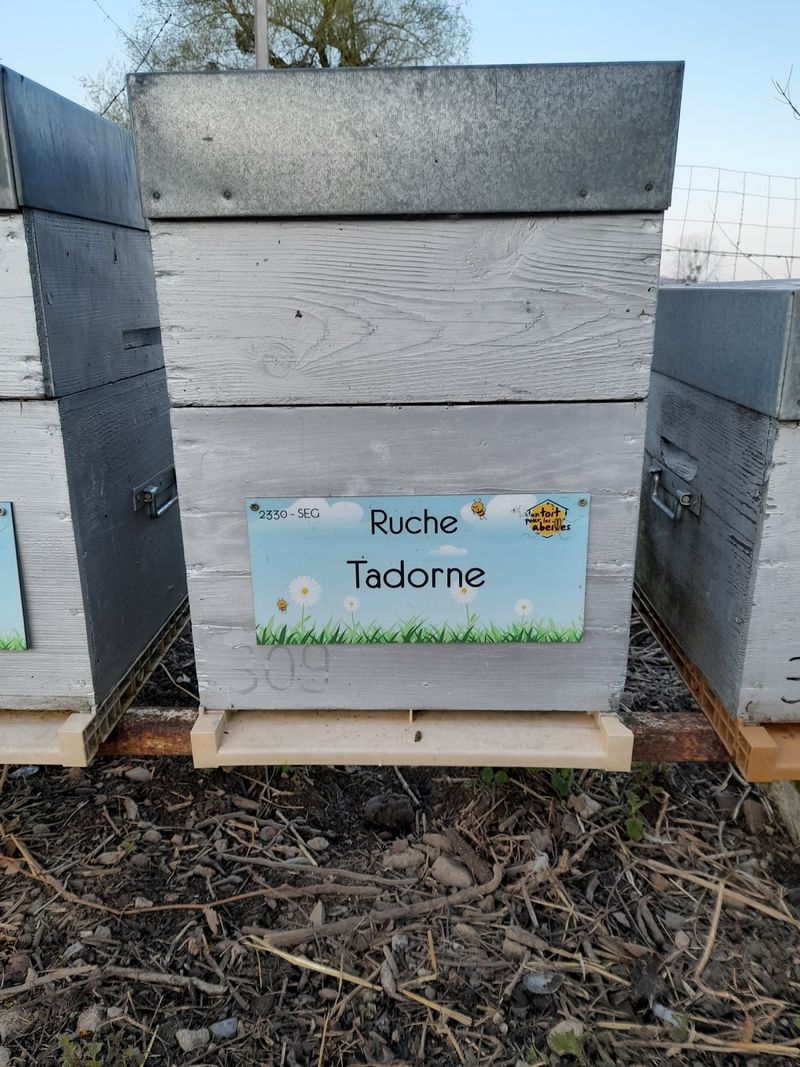 La ruche Tadorne