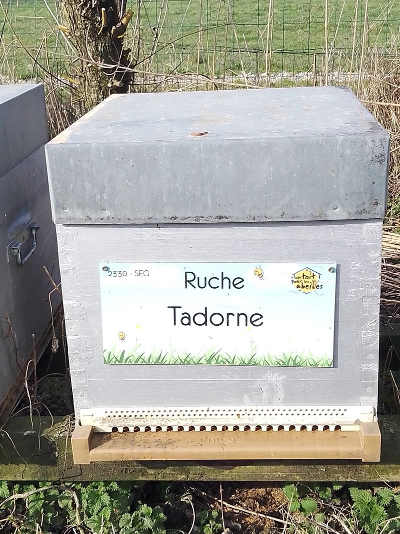La ruche Tadorne