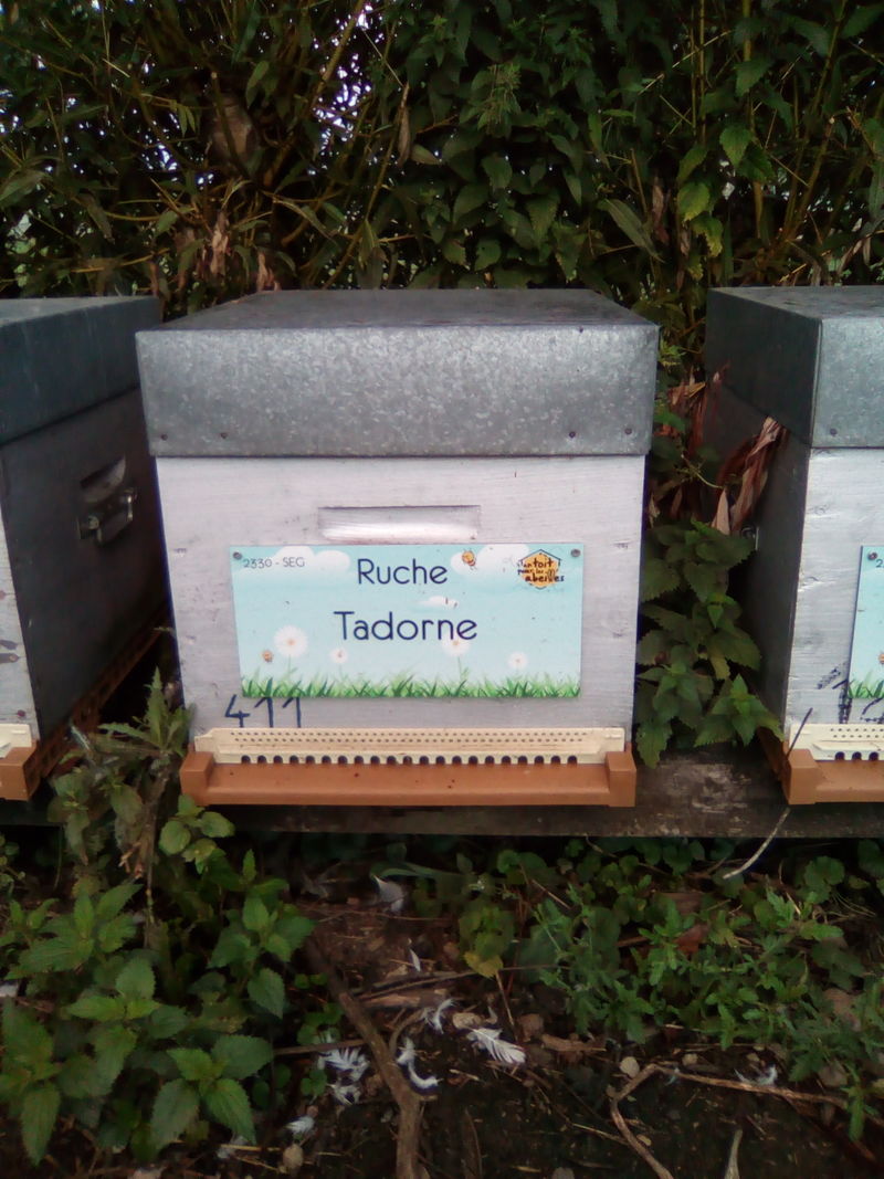 La ruche Tadorne