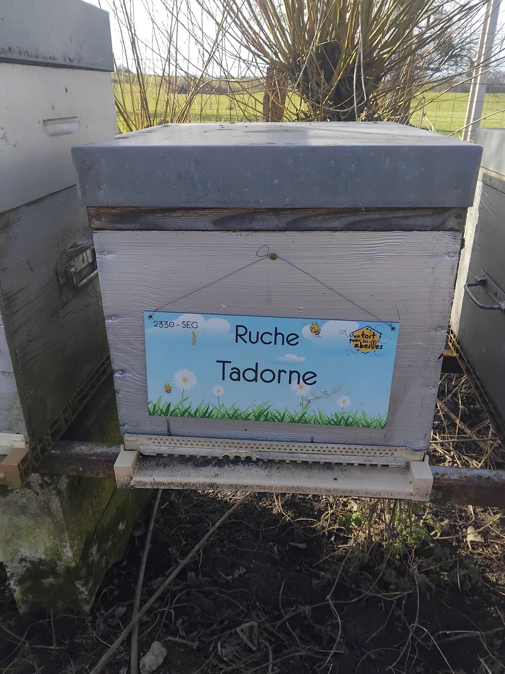 La ruche Tadorne