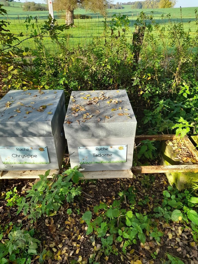 La ruche Tadorne