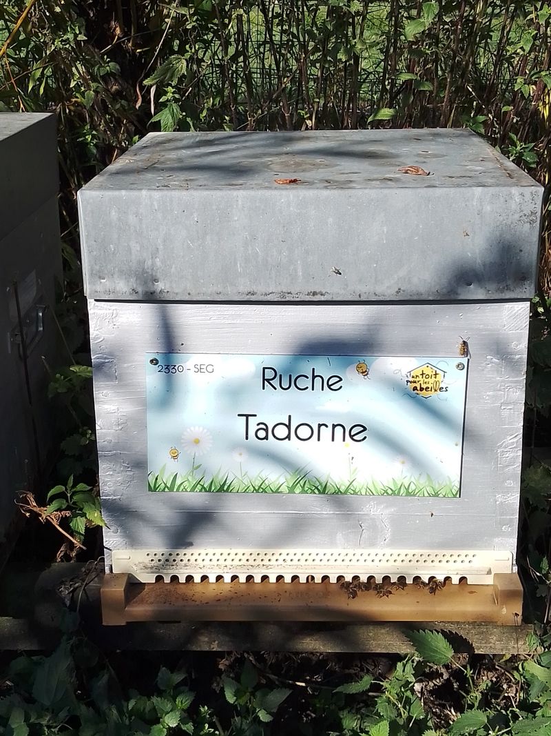 La ruche Tadorne