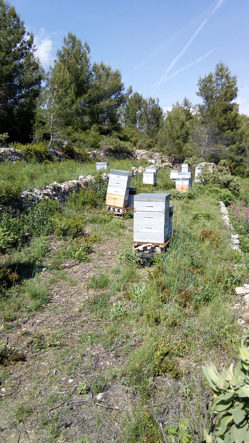 La ruche Charites