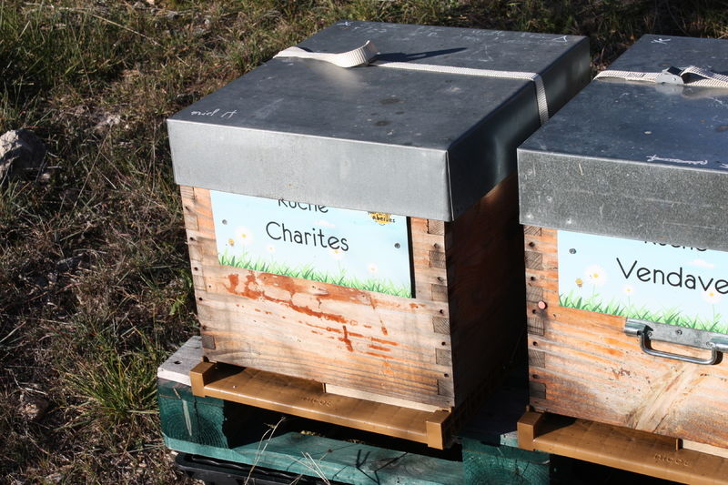 La ruche Charites