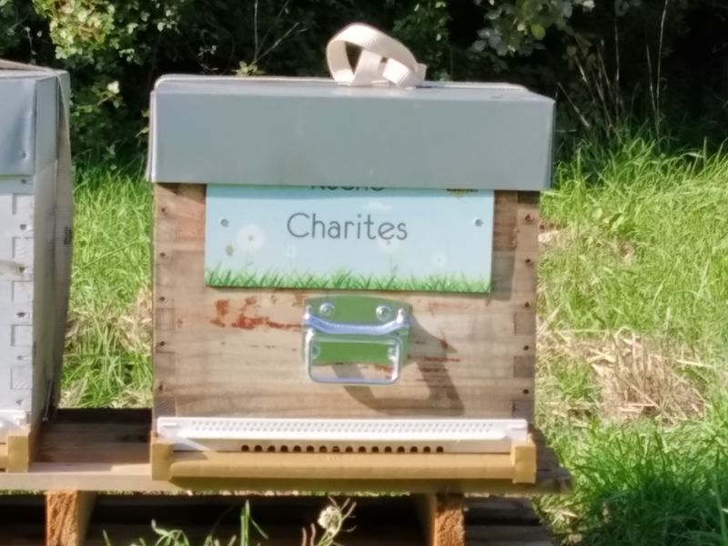 La ruche Charites