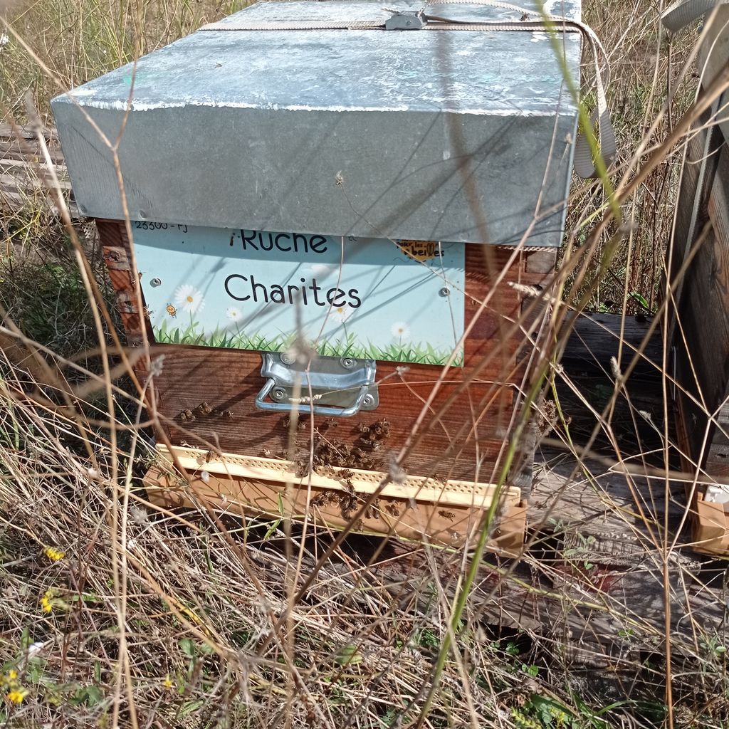 La ruche Charites
