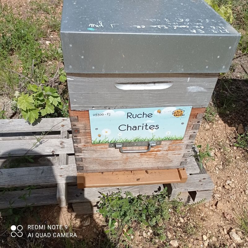 La ruche Charites