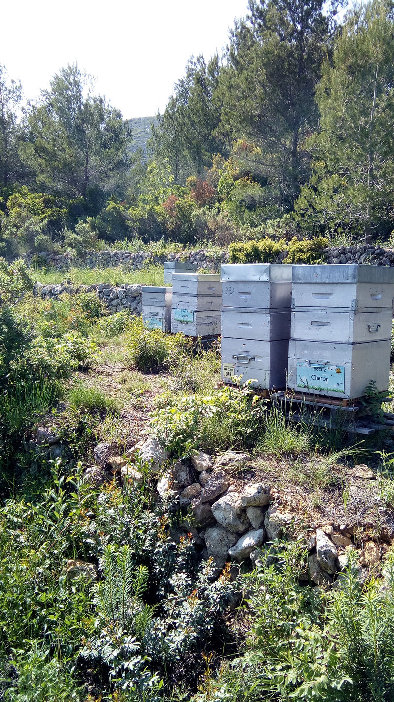 La ruche Charon