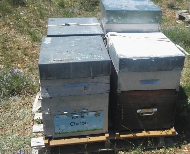 La ruche Charon