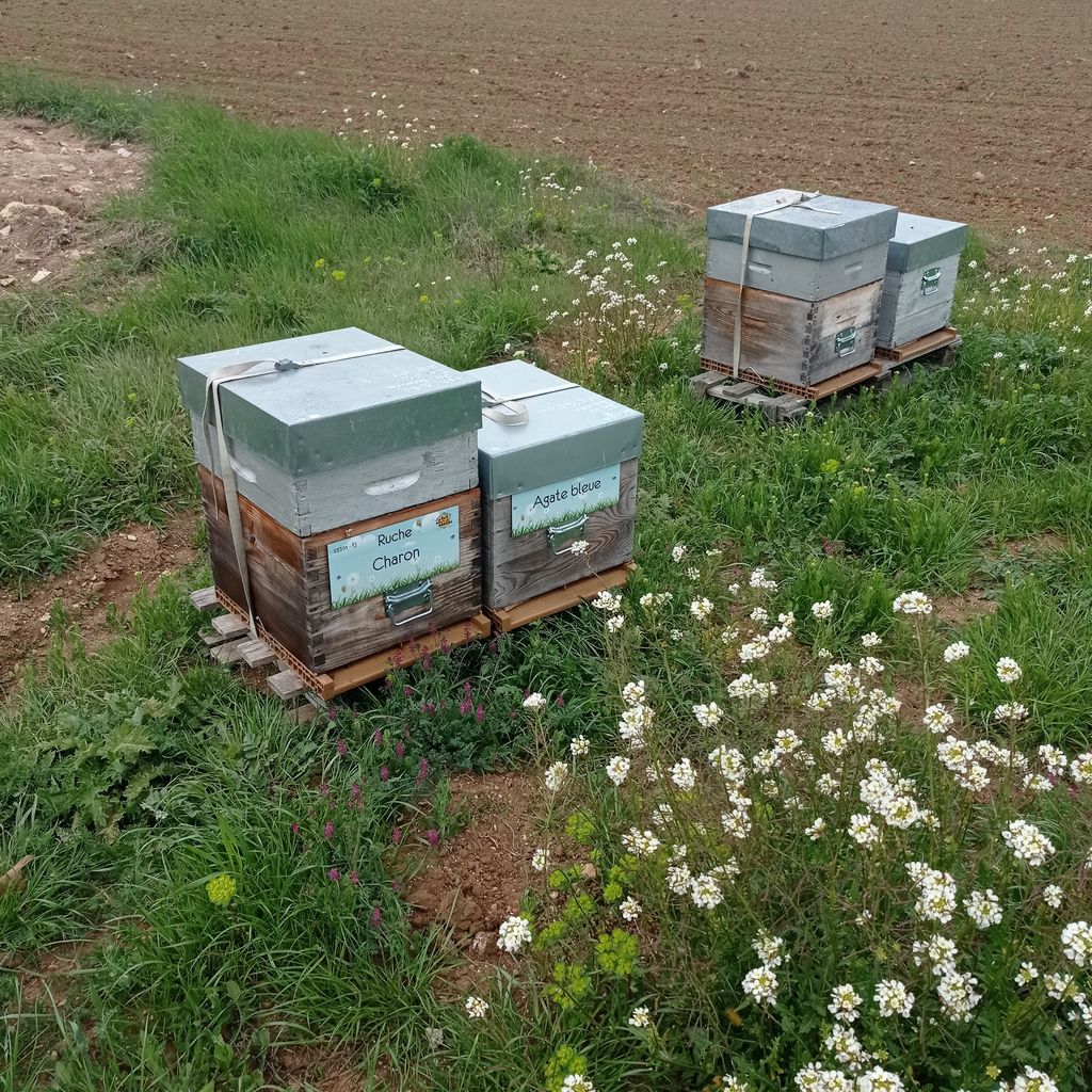 La ruche Charon